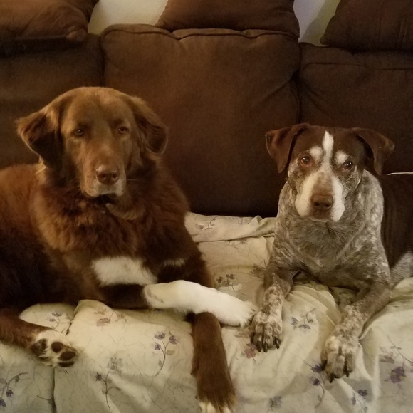 Dogs of the Dogpawther / Beasts of the Bay - Picture 1 of 1